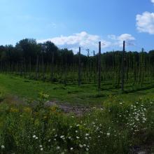 Hop Farm